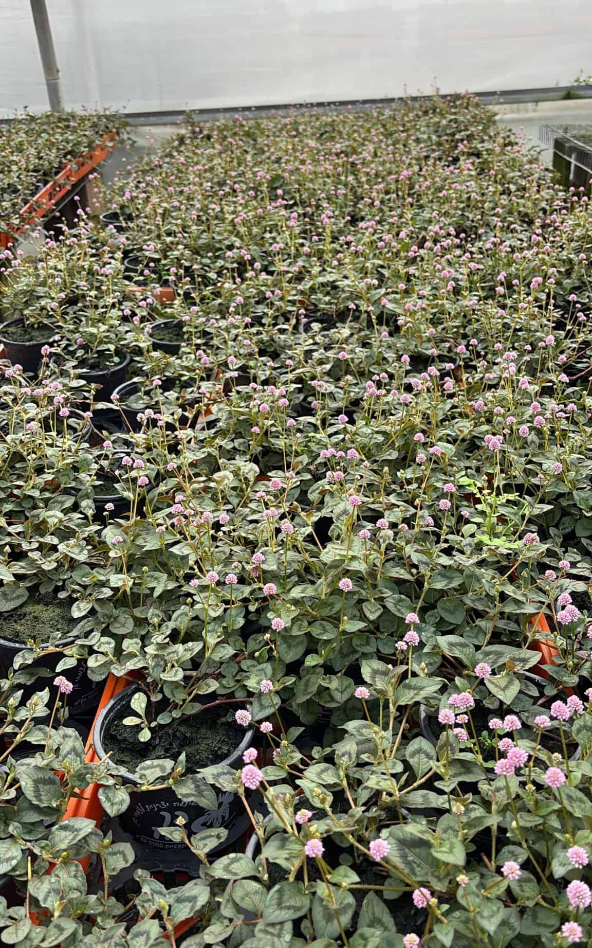 חיפוי קרקע – ארכובית קרקפתית