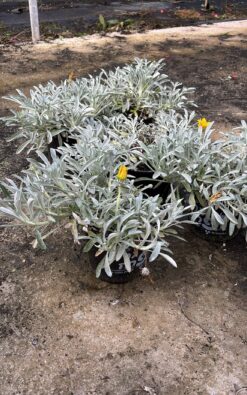 חיפוי קרקע – גזניה