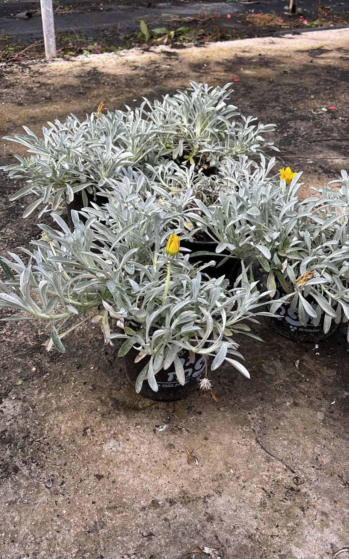 חיפוי קרקע – גזניה