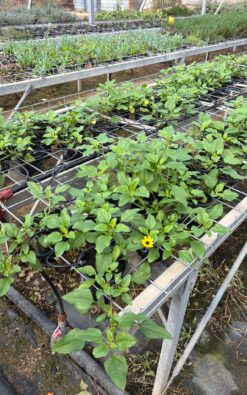 חיפוי קרקע – חמניה זוחלת (החופים)