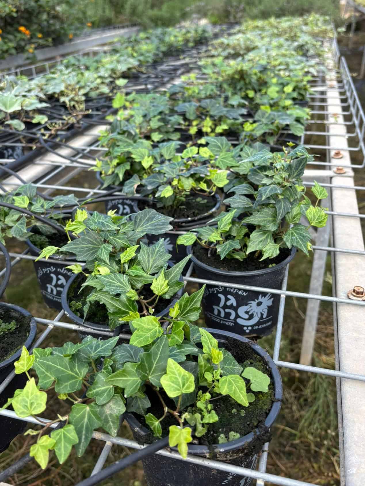 חיפוי קרקע – קיסוס