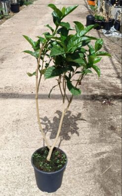 טברנה מונטנה גדולה