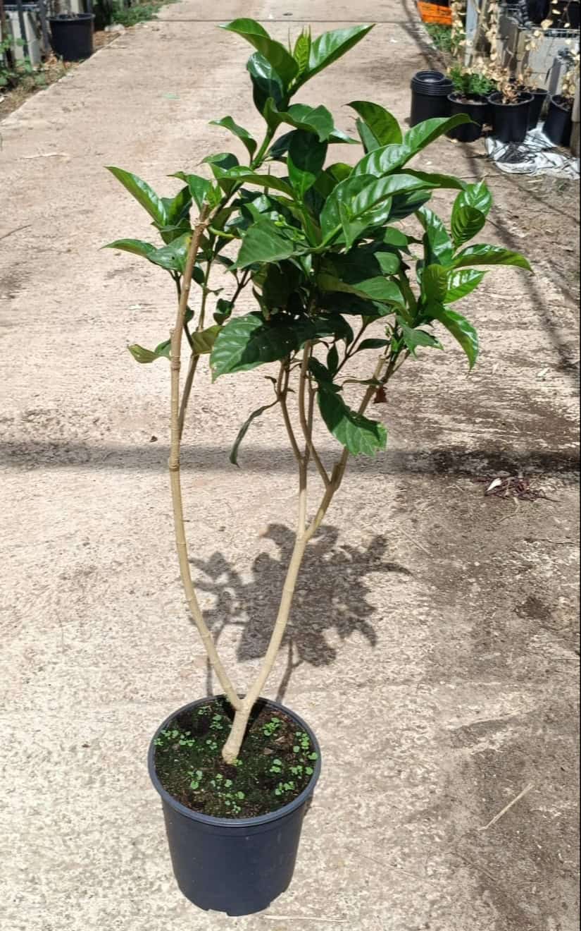 טברנה מונטנה גדולה