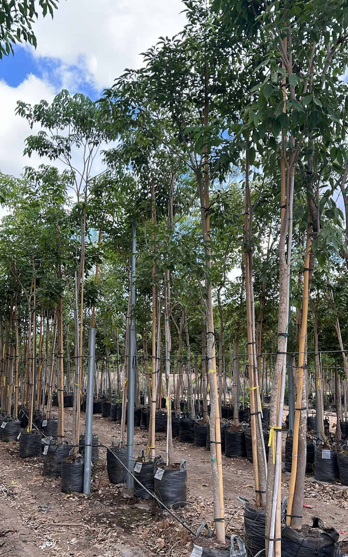 טטבויה - בגודל ענק