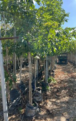 כסיית האבוב - בגודל ענק