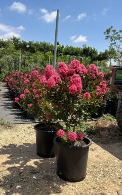 ליגסטרמיה שיחית קורל מגיק - בגודל בוגר