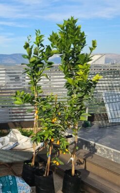 מארז 10 עצים צעירים וקומפוסט