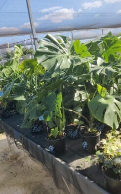 מונסטרה בדלי קטן