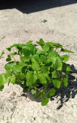 מליסיה - בגודל בינוני