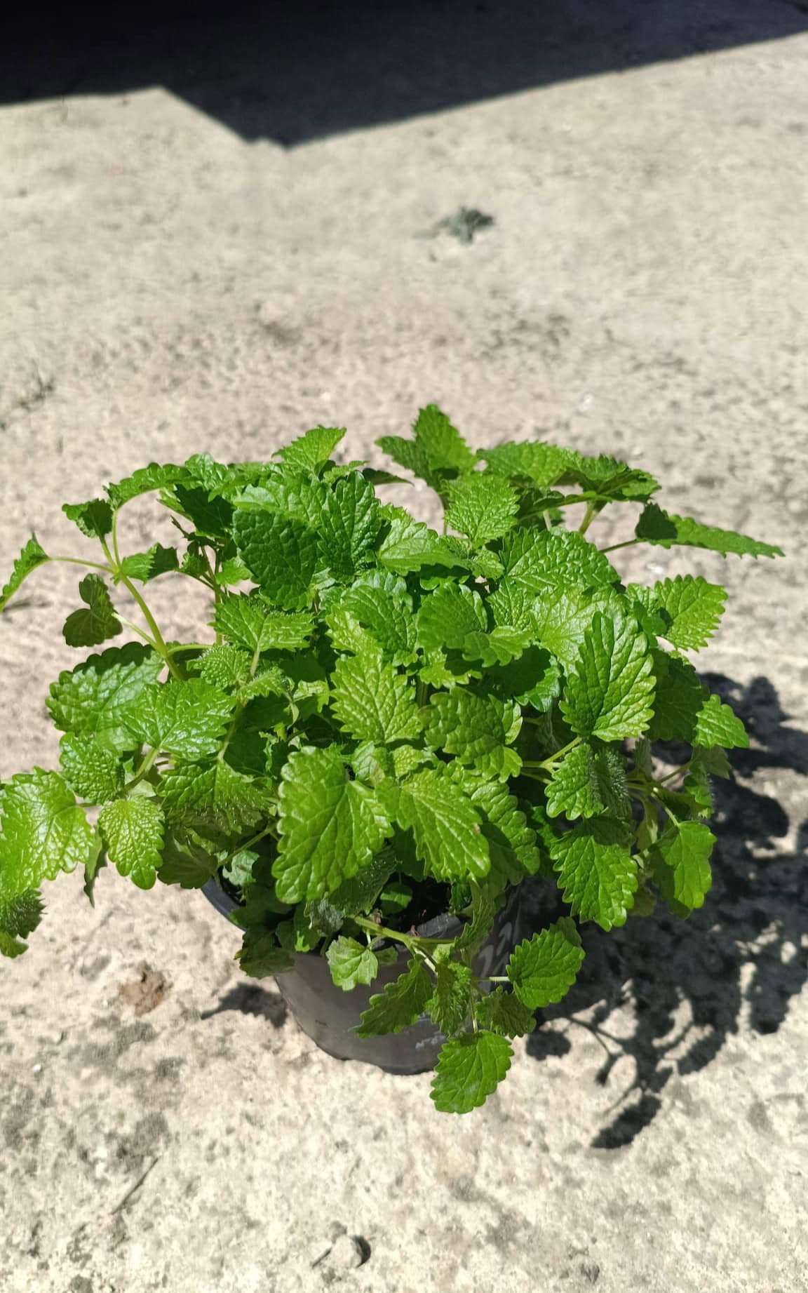 מליסיה - בגודל בינוני