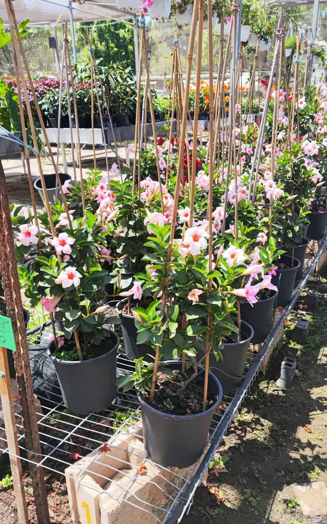 מנדביליה מטפס בדלי