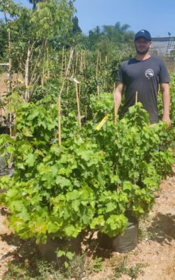 סוכת גפנים - 4 גפנים צעירות 2-3 שנים