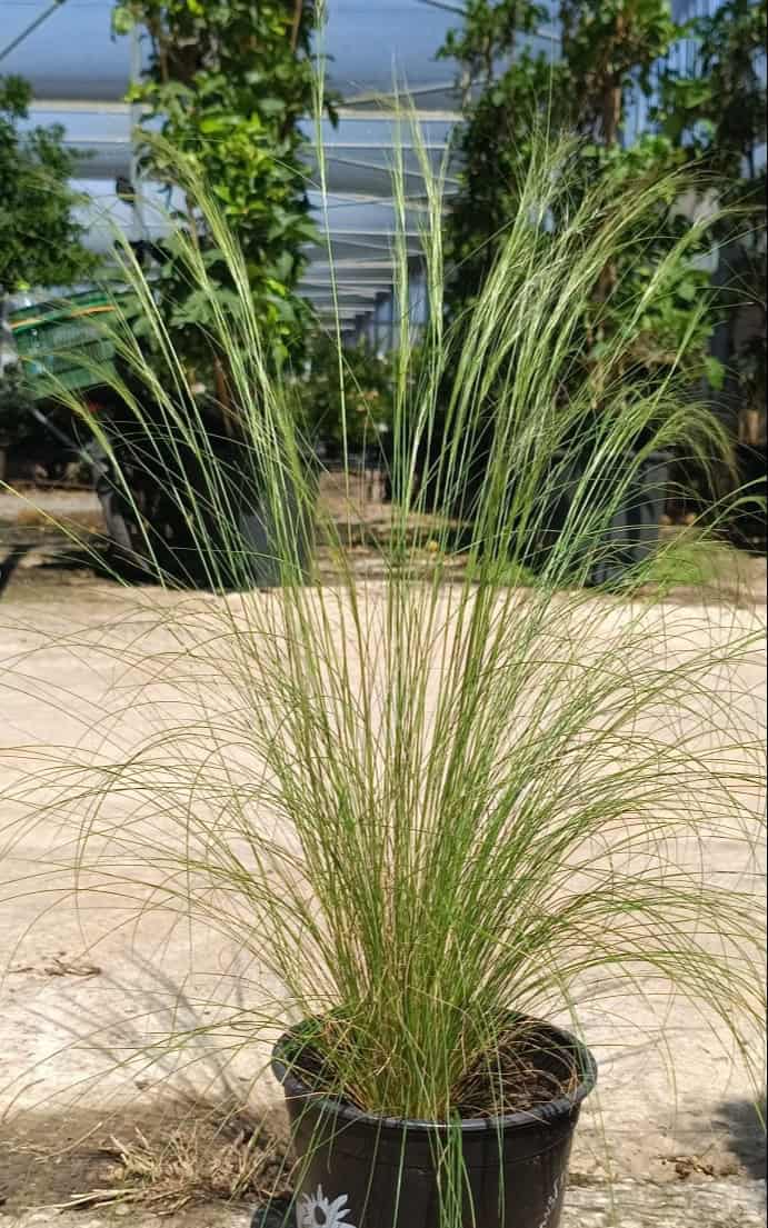 סטיפה - בגודל בינוני