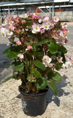 סינגויום ורוד