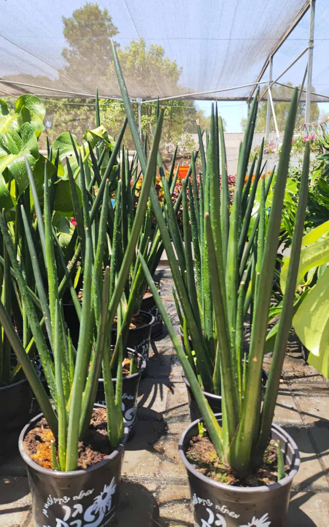 סנסיוורה גלילית בדלי קטן