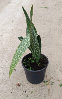 סנסיוורה ירוקה גדולה