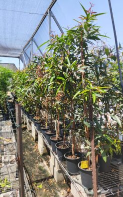 עץ תפוח הורד בדלי