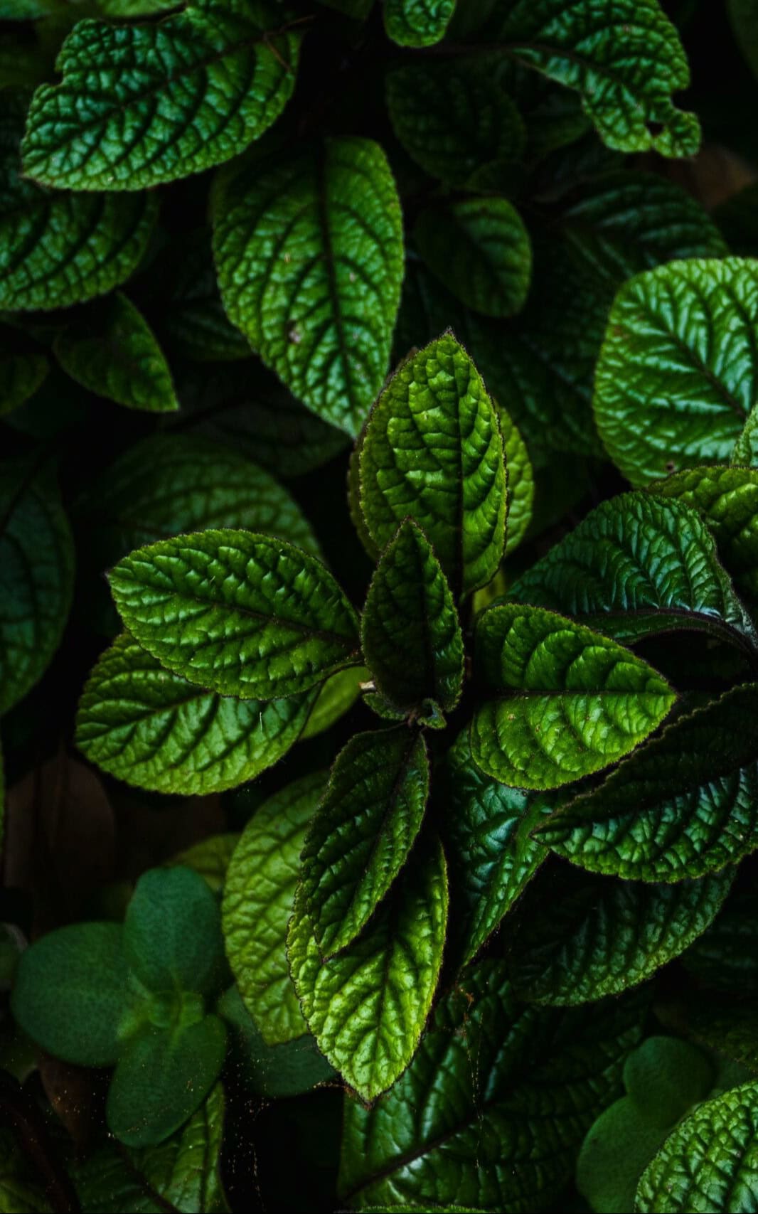 עציץ תבלין - נענע