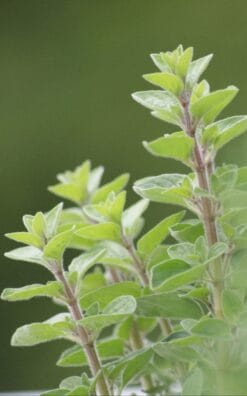 עציץ תבלין – אורגנו