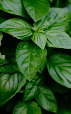 עציץ תבלין – בזיליקום