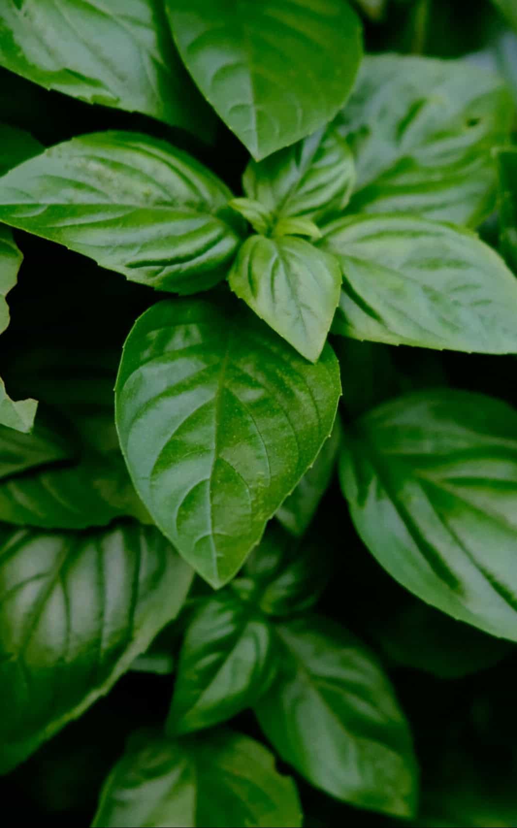 עציץ תבלין – בזיליקום