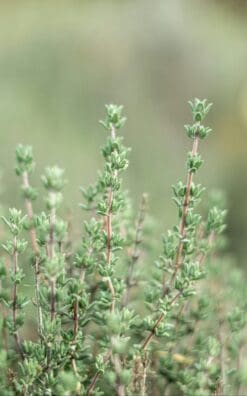 עציץ תבלין – טימין