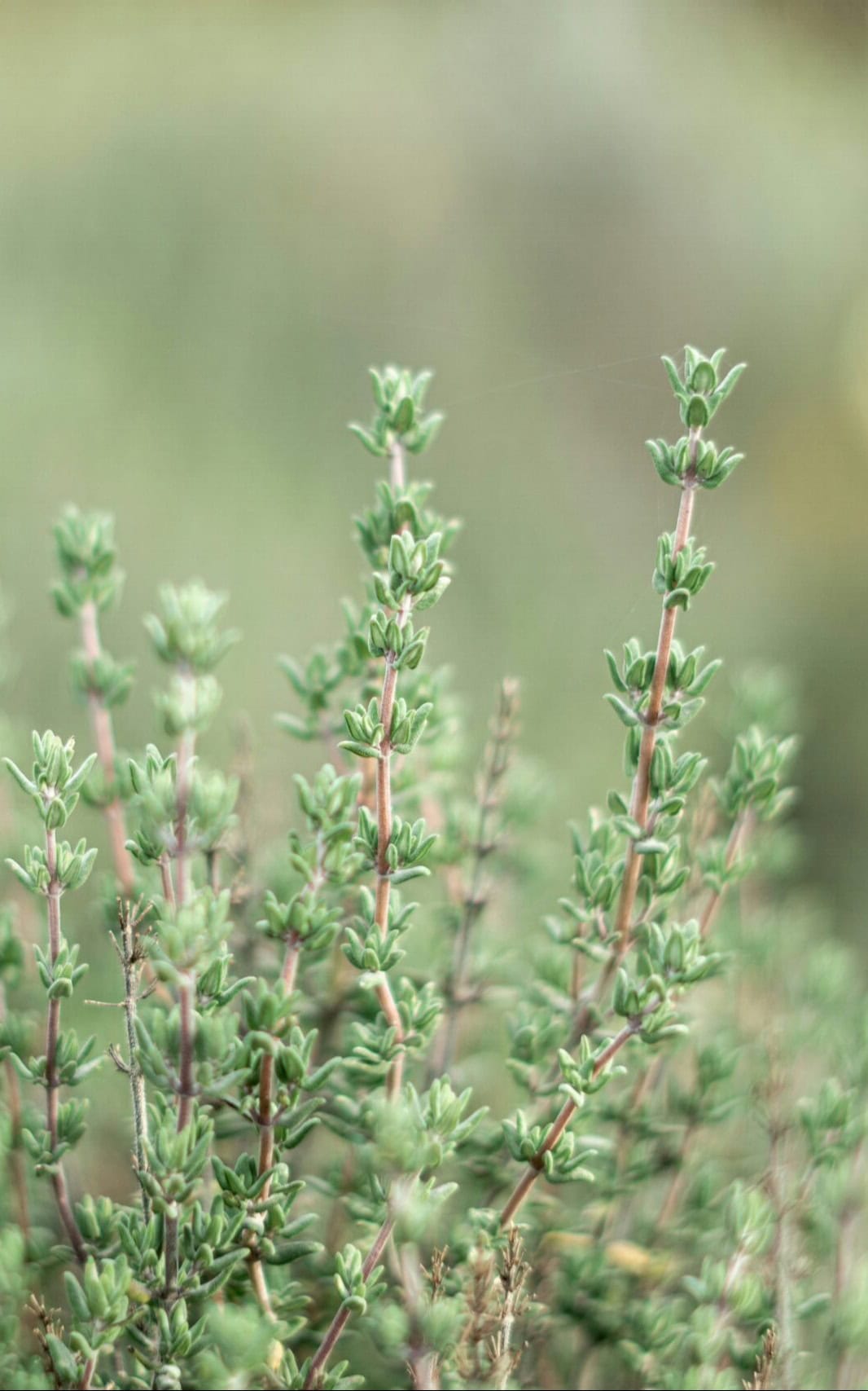 עציץ תבלין – טימין
