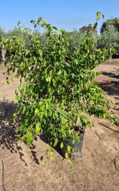 פיקוס בנימין – 25 ליטר