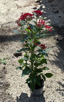 פנטס אדומה - בגודל בינוני