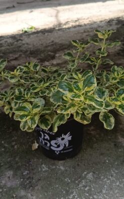 קופרוסטמה פיקטורטה - בגודל בינוני