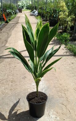 קורדוליין ירוק - בגודל בינוני