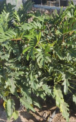 קסנדו בדלי גדול