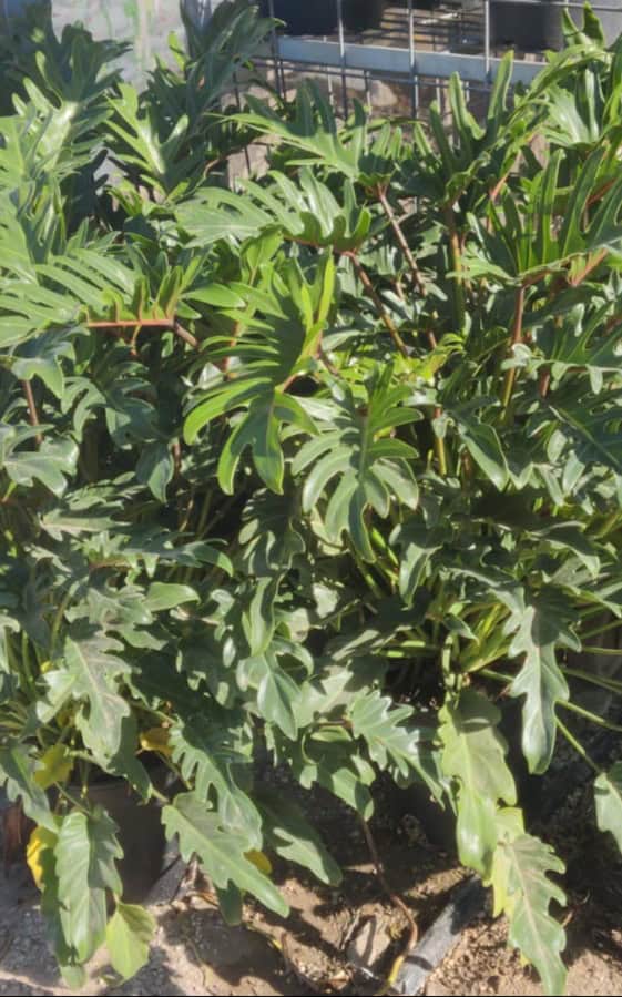 קסנדו בדלי גדול