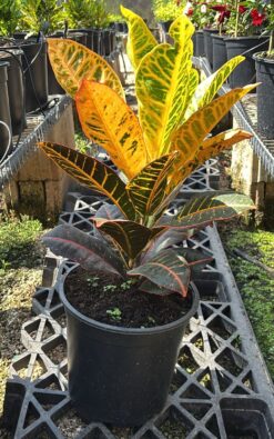 קרוטון פטרה - 10 ליטר