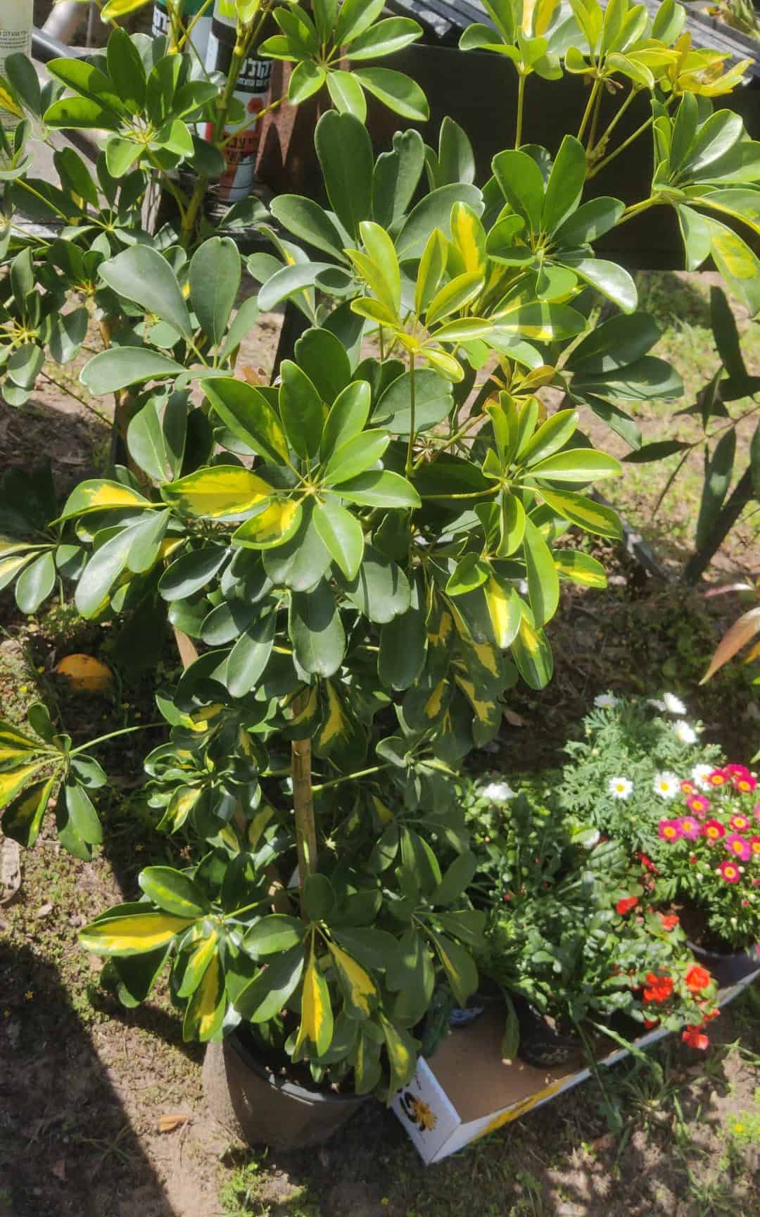 שפלרה מגוונת בדלי גדול