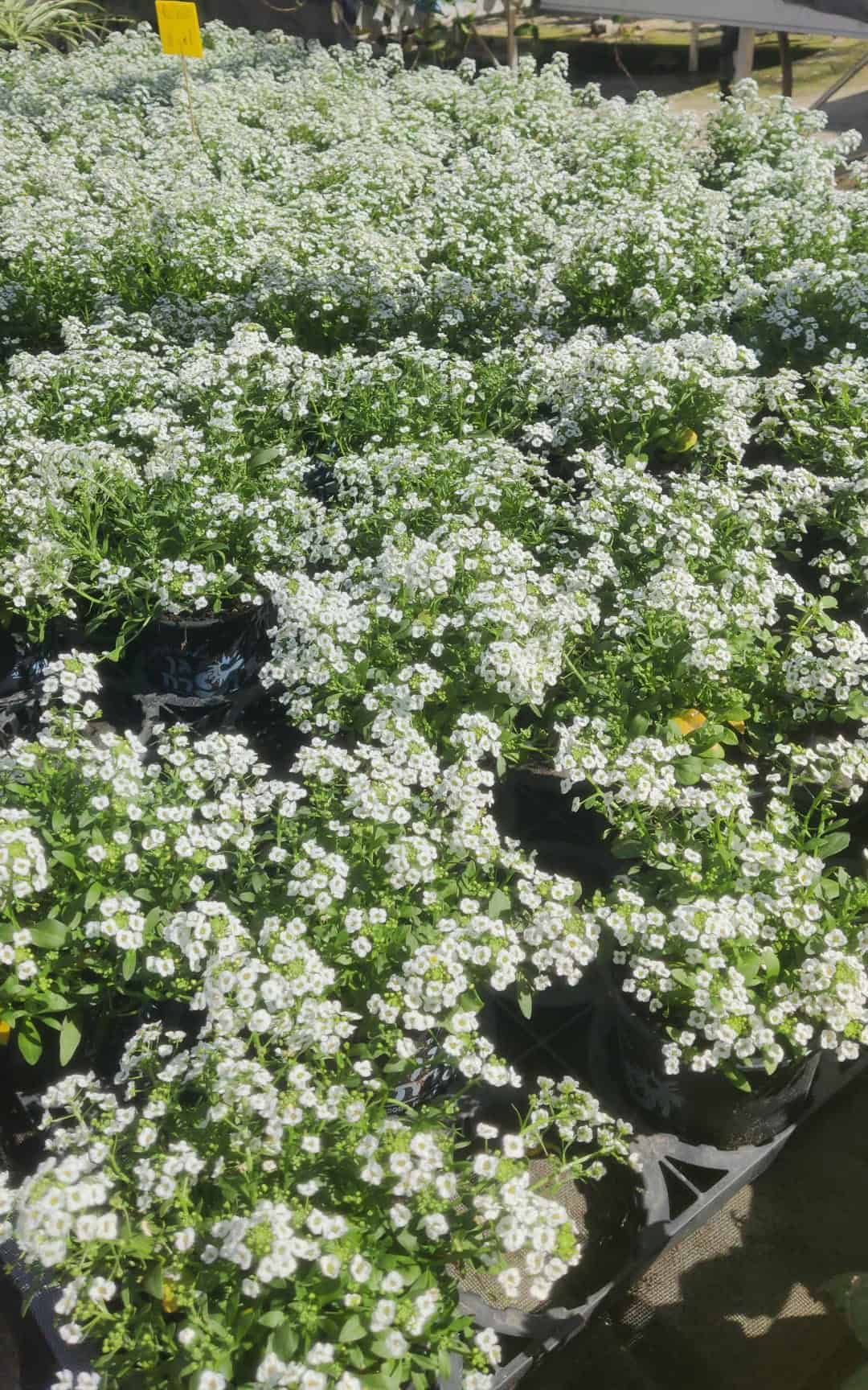 שתיל פרח - סלסלי כסף