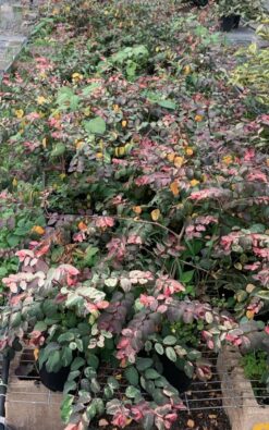 ברהניה מושלגת - בדלי גדול