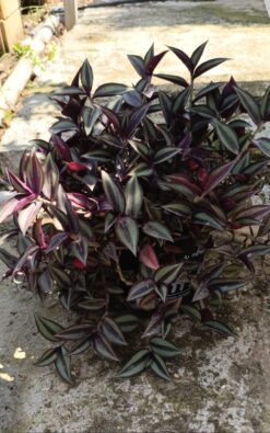 יהודי עדד זברינה