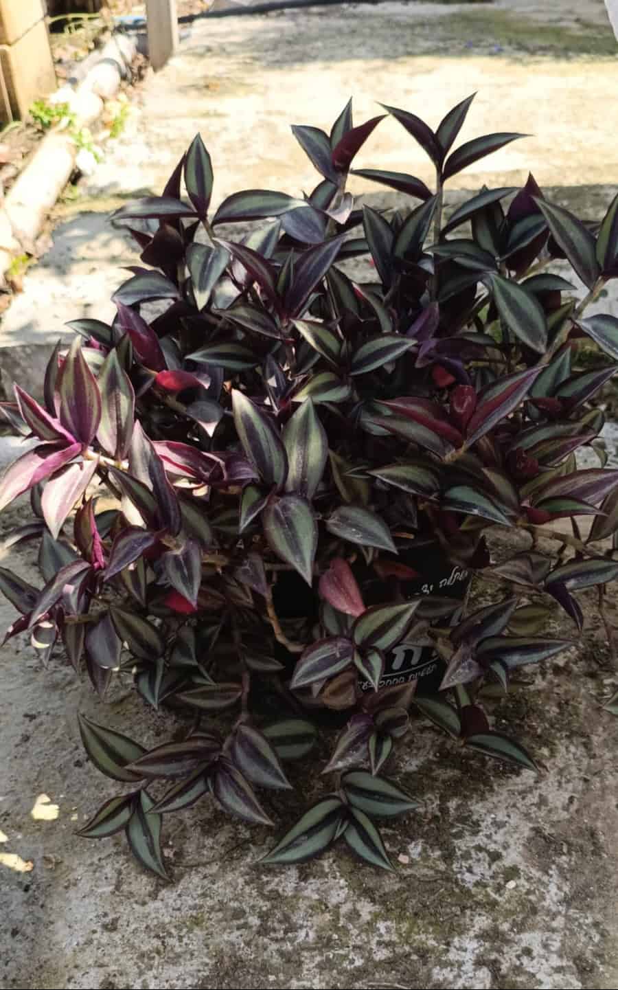 יהודי עדד זברינה