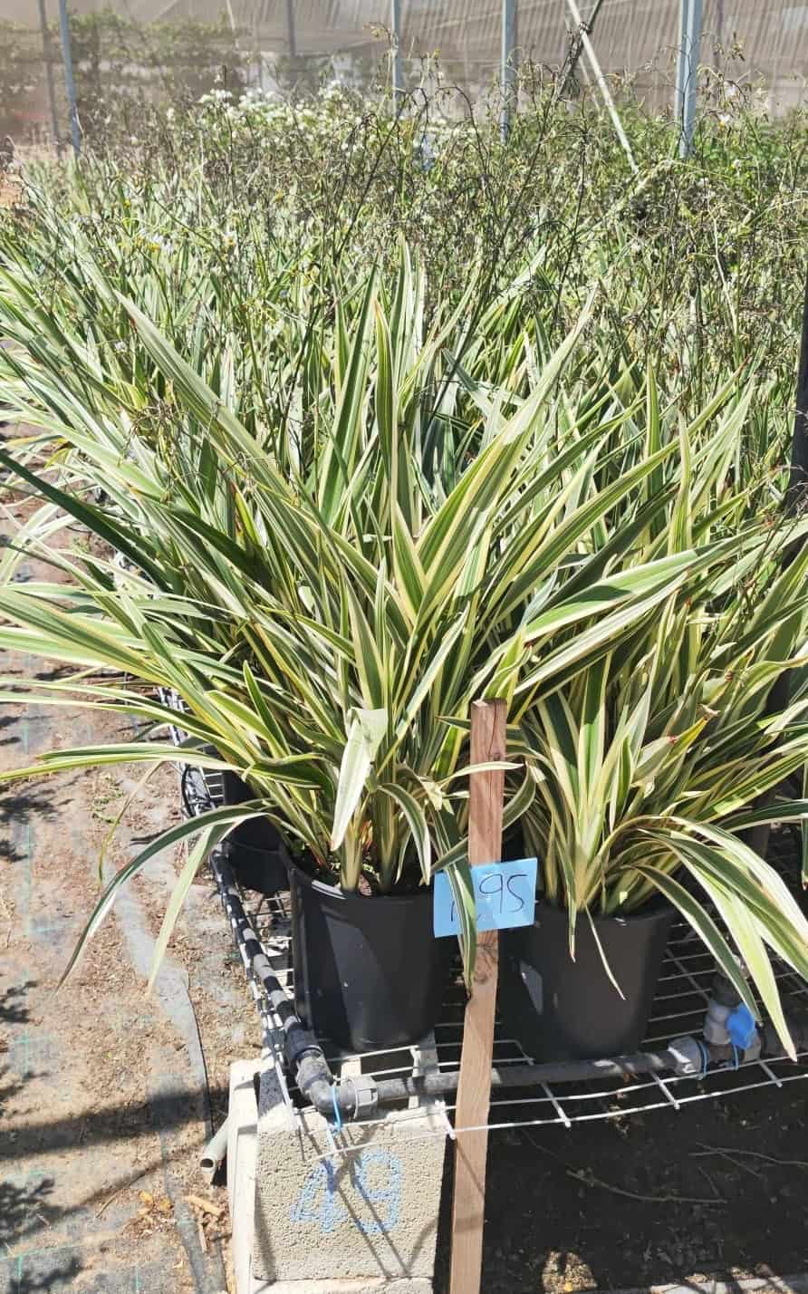 דיאליה מגוונת - בדלי גדול