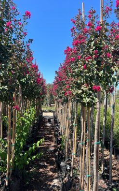 לגיסטרמיה מורכבת אדומה - 2 צול