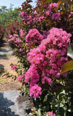 לגיסטרמיה מג'ק פלאם