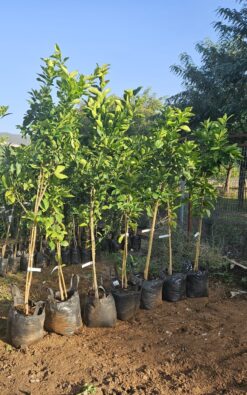 10 יח' עצי פרי בגודל בינוני