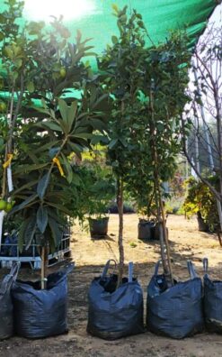 10 יח' עצי פרי בגודל בוגר