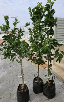 4 יח' עצי פרי בגודל בינוני