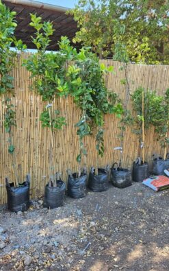 6 יח' עצי פרי בגודל בינוני