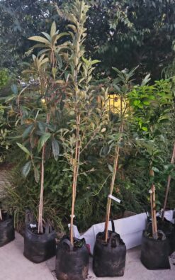 8 יח' עצי פרי בגודל בינוני