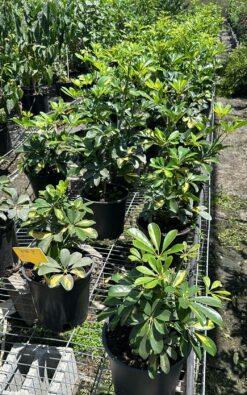 פיטוספורום יפני ננסי בדלי