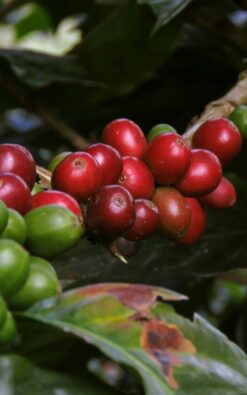 שתיל קפה - ערביכה