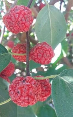 צה סיני בגודל בינוני או בוגר